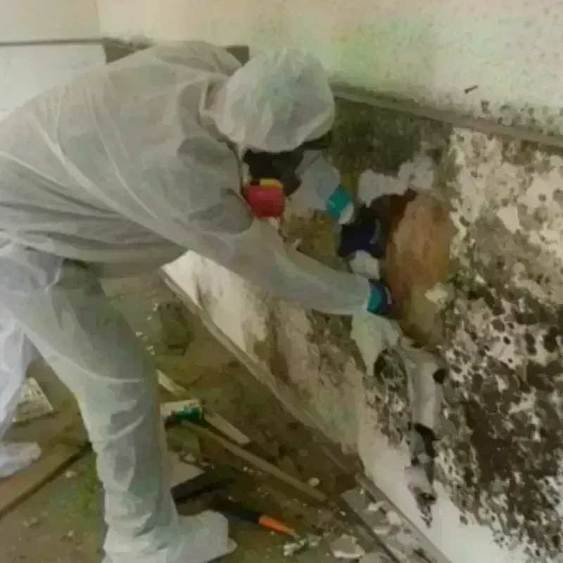 Mold Remediation and Removal in Fordyce, AR